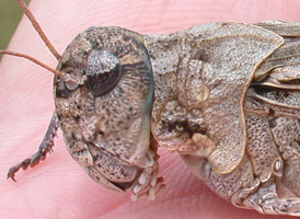 Orange-winged Grasshopper